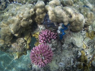 Beautiful tropical fish,  Marsa Alam, Egypt