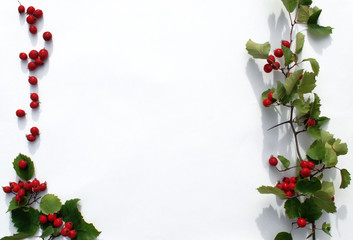 Pure bright white christmas background with hawthorn branch with red berries and green leaves