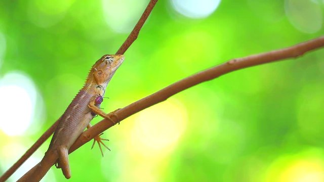 A chameleon on a dry tree branch has a stink bug on its body, the concept of living creatures must rely on each other