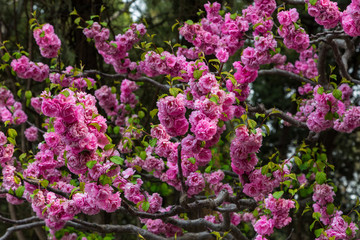 Obraz premium Kirschblüte in China