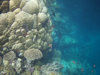 Beautiful tropical fish,  Marsa Alam, Egypt