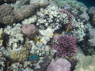 Beautiful tropical fish,  Marsa Alam, Egypt