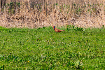 Pheasant in green grass on a meadow