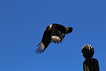 Águila emprendiendo el vuelo