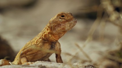 lizard