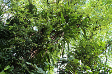 in a park in singapore