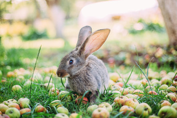 Rabbit eating apples in the grass in the garden.