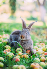 Fototapeta na wymiar Rabbit eating apples in the grass in the garden.