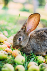 Rabbit eating apples in the grass in the garden.