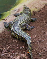 Alligator resting next to water pool in Izmir Wildlife Park. Suitable for crocodiles or wildlife themed activities in water.