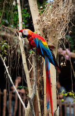 The scarlet macaw is regarded by many as the most beautiful member of the parrot family. İt is certainly the most colorful, with its large solid swatches of red, blue, and yellow. 