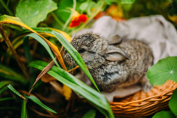 Little rabbit on green grass in summer day. Little dwarf rabbit sitting near flowers.