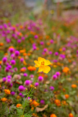 single cosmos garden flower with purple dreamy background