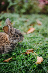 Little rabbit on green grass in summer day. Little dwarf rabbit sitting near flowers.