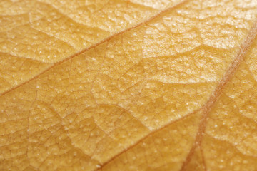 Obraz premium Yellow leaf fallen from a tree in autumn. Background with good texture.