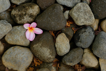 Fototapeta na wymiar Single pink frangipani flower between rock