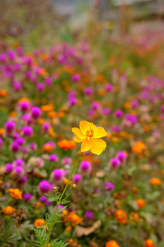 single cosmos garden flower with purple dreamy background © miniartkur