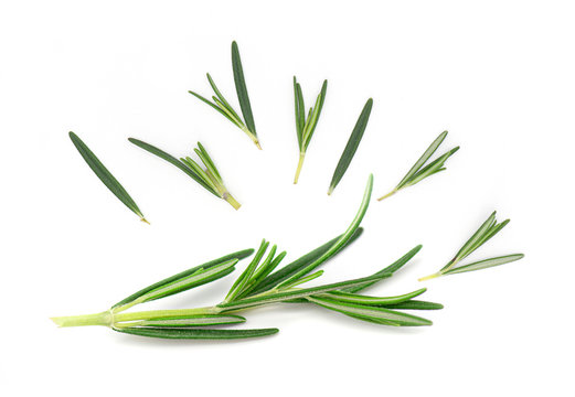 Rosemary, Rosemary Twig and Leaves isolated on white Background