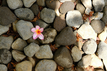 Single pink frangipani flower between stone