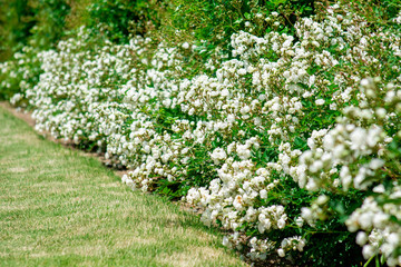 白バラのガーデン