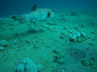 Beautiful tropical fish,  Marsa Alam, Egypt