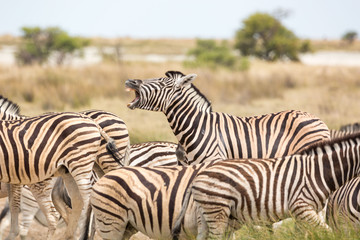 Fototapeta na wymiar Zebra herd, one zebra in the middle is shouting, Etosha, Namibia, Africa