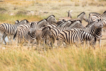 Fototapeta na wymiar A herd of zebras standing close together in the grassland, Etosha, Namibia, Africa
