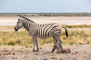 Obraz na płótnie Canvas Little baby zebra sitting next to its mother, Etosha, Namibia, Africa