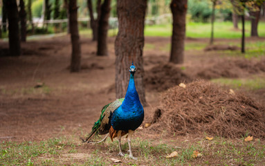 Obraz premium Beautiful close view of a blue male peacock standing on the ground.Male peacock in the zoo posing with it's gorgeous blue head and plumage.