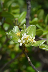 Variegated Japanese Mock Orange