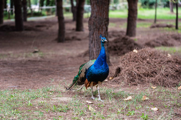 Fototapeta premium Beautiful close view of a blue male peacock standing on the ground.Male peacock in the zoo posing with it's gorgeous blue head and plumage.