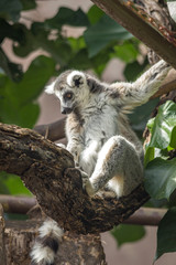 Ring- tailed lemur in a zoo in Hawaii 