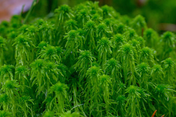 green detail in forest