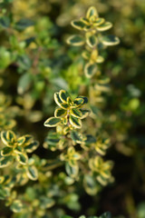 Aureus Lemon Thyme