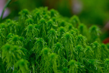 detail in forest