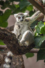 Ring-tailed lemur in a zoo in Hawaii 