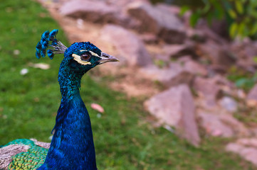 Close-up portrait of beautiful peacock