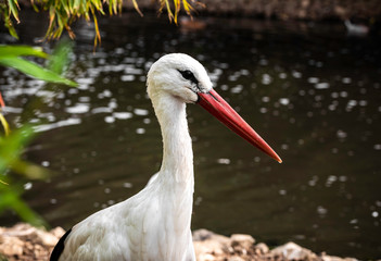 Red-billed White Stork in Wildlife Park