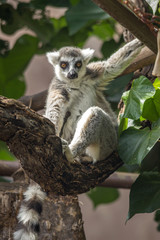 Ring-tailed lemur in a zoo in Hawaii 