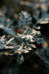 Cineraria is a beautiful perennial plant for an urban flower bed. Beautiful senecio cineraria. 