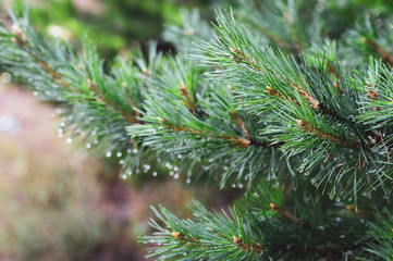 Naklejka na ściany i meble branches of a coniferous tree with water drops