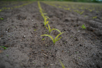 Junge Maispflanzen im Wachstum auf einem Acker