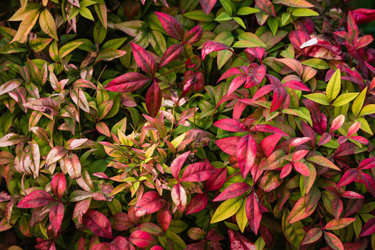 Close up view of foliaage red pink nandina domestica. Use as background wallpaper.