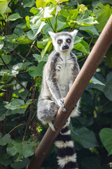 Ring-tailed lemur in a zoo in Hawaii 