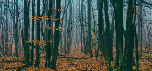 misty autumn forest in the morning.foggy autumn forest 