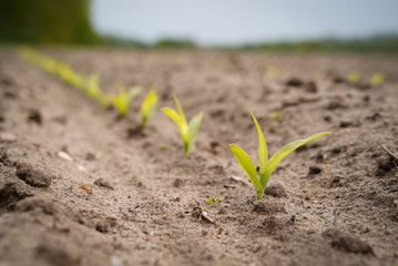 Reihe junger Maispflanzen auf einem Feld