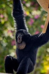 Siamang Gibbon in a Zoo in Hawaii 