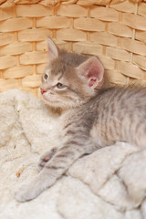 Fototapeta na wymiar Beautiful gray kitten lies in a basket. Love for pets. Photo for the website of the veterinary clinic