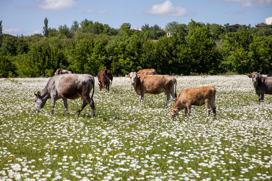 herd of cows on a chamomile field
