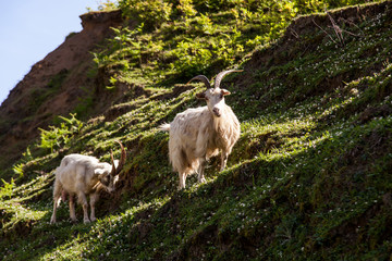 Obraz premium mountain goat